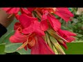CANNA LILY: All you need to know