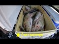 Catching Fatty Female Shad with Delicious Roe at Bonneville Dam 06/10/2024 | How to Fish for Shad