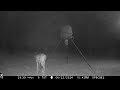 Deer Feeder Cam: Browning Spec Ops Edge Trail Camera June 13-22, 2024