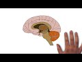 2-Minute Neuroscience: Chronic Traumatic Encephalopathy (CTE)