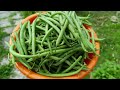 How To Harvest French Beans/Harvesting Green Beans.