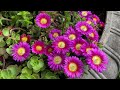 Easily Propagate Ice Plant (Delosperma)