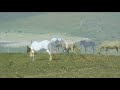 Andalusian mare with new foal meets stallion (dad)