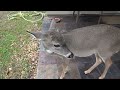 Breakfast with Bambi the Whitetail Deer Fawn (day 122)