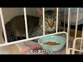 殺処分寸前の猫が恐怖を感じてヨダレが止まらない……【保護猫】