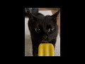 Cat Reaction To Food || Funny Cat Moments || Compilation