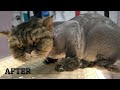 Mad Cat | Worst Case of Matting I've Ever Seen!