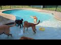 pool playtime at doggy daycare