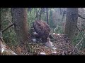 Lesser spotted eagle - Orliki krzykliwe - Anna & Andris & 🐥🌹🍀🐥🌹🍀- Śniadanie - Agresja # 1
