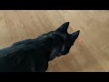 Dog chasing laser #catlaser #dog