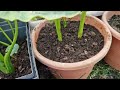 How to care for taro plants with homemade compost and organic fertilizer | Hobbyist Gardening UK