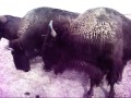 Buffalo In Kiowa Colo.avi