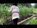 Growing Over 200 Tomatoes? But Why? | Vlog