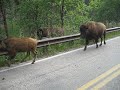 Close encounter with a wild buffalo herd!