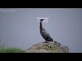 Some Beautiful Birds Of Bengal বাংলার পাখি