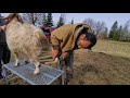 Ear Tagging & Hoof Trimming Our Boer Goat Herd! 🐐