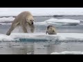 ONE HOUR of Amazing Animal Moments | BBC Earth