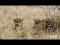 Cats vs. Dogs in the Wild: Ultimate Rivals (Full Episode) | Nat Geo Wild