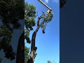 Taking Down A Cracked Black Locust