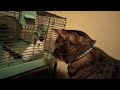 Cat meets Hamster 🐹