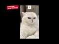 Angry Cat sounds | Catsworldshabeenkhan