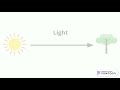 Photosynthesis Analysis and Side Effects