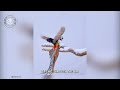 Lady Amherst's Pheasant 🦚 Epic Flare Spectacle! | 1 Minute Animals