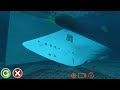 Cruise ship sinks and capsizes - Cruise Ship Handling