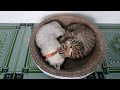 The Funniest Animal Videos 2024😻The kitten lying in the basket