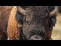 Wanuskewin Baby Bison Announcement 2