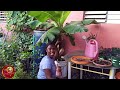 How To Grow Bananas In Container🇯🇲- Complete Guide New Sucker Growth!