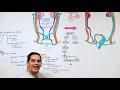 Embryology | Development of Reproductive System