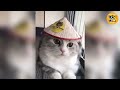 Funniest Animals Ever Best New Compilation Videos! Try Not To Laugh | Funny Pets Vlogs | Episode 3