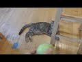 Kitten Mint plays with a tennis ball like a puppy, big brother Max is not amused