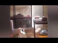 😹 The Funniest Cat Moments of All Time 😂 Best Funny Cats Videos 2024 😹