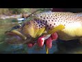 Wild Brown of a Life Time | Big Streamers for Bigger Fish