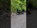 Young raven learns to hide