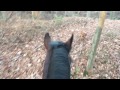 Horse vlogs, the return E04