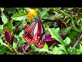 旅をする蝶 アサギマダラの飛来 Traveling butterflies. The arrival of chestnut butterflies