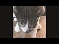 A relaxing cat video with relaxing music     #shorts