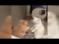 😻 Best Cats Videos 🐈 Funny And Cute Animal Videos 2024 🤣