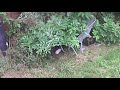 Stray kittens and mom under wheelbarrow