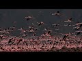 WITH THE BIRDS: 4K Journey for Calm, Learning, and Meditation