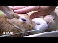 Rabbits grow from 0 to 30 days after birth