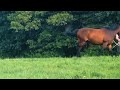 Lókiképzés nyakmadzaggal - Horse training with cordeo