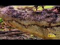 AMAZING ANIMALS! | 1 Hour | Nat Geo Kids Compilation | @natgeokids