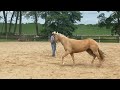 **Even Sedated** SCARED Rescue Horse REFUSES to Let Her Feet be Handled