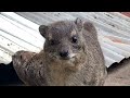 Hyrax on my roof hang out for a bit!
