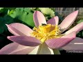 Pink-A-Licious Lotus Day 1 & 2 Bloom #lotusgarden