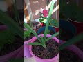 Growing Plants; What I've Been Up To...